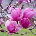 Magnolia Tree Live Plant for Planting, Magnolia Flowers Bush 6 to 12 Inches Height, in Pot, Fragrant Magnolia Shrub (Ann Magnolia)