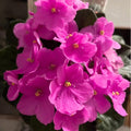 Pink African Violet Plants Live in Pot, Flowering Violets Indoor Outdoor Blooming, Vibrant Color Houseplant Décor Year-Round