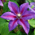 Clematis Vine Plant Live for Planting, Purple Clematis Plant Live in 2.5 Inches Pot, Clematis Flowers Perennial