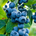 Early Ripening Blueberry Plant Live for Planting, Blueberry Bushes for Planting, 4"-7" Cold Hardy Blueberries Southern Highbush