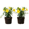 Set 2 Yellow Mandevilla Live Plants, 5-9" Tall Mandevilla Plant Potted, Well Rooted Perennial Flowers Shrub Plants, Ornamental Plants for Outdoors