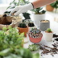 Lithops Live Plants Mix Lithop Succulents Plants Live Bulk, 20Pcs Rock Living Stone Succulent Live Plants Large Size Live Houseplant