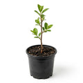 Red Chokeberry Live Plant, 4-7 Inch Tall Potted Aronia Shrub, Hardy Berry Plant for Garden, Landscape, and Container Growing