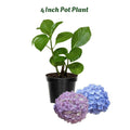Blue or Pink Flower Hydrangea Live Plant 4" Pot, Hydrangea Shrub Flower Plants for Outdoor or Indoor Planting, Change Color Perennial Plant