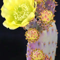 Purple Prickly Pear Cactus Plant Live, 3 Inc Pot, Prickly Pear Cactus Live Plant, 3 to 5 Inc Tall, Hardy Succulent Plants Garden