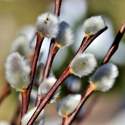 10 Pussy Willow Cuttings 8-12 Inches Height, Willow Plant Live for Planting Your Garden