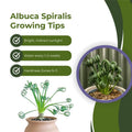 Albuca Spiralis Frizzle Sizzle Plant, Live Houseplant in 3.5 Inch Pot, Curly Succulent for Indoor Planting