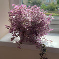 Pink Callisia Repens Succulent Plant, Callisia Repens Plant, Pink Turtle Vine House Plant Indoors Live in 4 Inch Pot