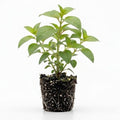 Red Purple Fuchsia Plants Live, Fuchsia Plants, 3 to 5" Tall Starter Plug, Hardy Perennial Flowers Plant for Planting, Hanging Basket, Colorful Plant