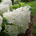Change Color Hydrangea Live Plant in 2.5 Inch Pot, Hydrangea Trees Shrub Bush Perennial Outdoor Planting (White to Pink)