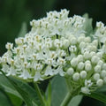 2 Random Mix Milkweed Plants Live Butterfly Asclepias Tuberosa, Wildflowers Perennial Bush, Swamp Common Plant, 5-9" in Tall, No Pot