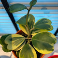 Variegated Heart Leaf Hoya, Hoya Kerrii Plant Live 4 Inch Pot, Indoor Houseplant to Grow in Container or Hanging Basket