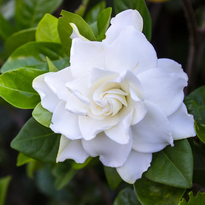 Gardenia Live Plant, White Flower Jasmine Gardenia Plant in 4 Inch Pot, White Gardenia Flower Live Plant, Fragrant Gardenia Plants Live Potted, Live Gardenia Jasmine Flower Starter Plant
