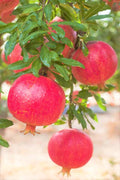 Pack 2 Pomegranate Trees Live Plants Starter from 5 to 10 Inch Tall, Pomegranate Fruit Tree Houseplant Outdoors, Ready to Plant