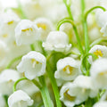 5 Fragrant Lily of The Valley Flower Rhizomes Roots, May Lilies Live Plant Roots, Easy to Grow for Early Bloom, Cold Hardy, Bouquet and Home Décor