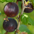 1 Black Velvet Gooseberry Plant Live for Planting, 5-9 Inc Tall, Black Gooseberry Bush Live Plant, Gooseberry Shrub Starter Plant