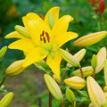 2 Yellow Lily Bulbs, Giant Lily Flower Bulbs for Planting, Lily Flowering Bulbs, Lily Spring Bulbs, Outdoor Indoor Flower Bulbs to Plant