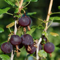 1 Black Velvet Gooseberry Plant Live, Black Gooseberry Bush Live Plant for Planting Your Garden, Gooseberry Shrub Starter Plant 5-9 Inc Tall