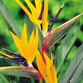 Live Bird of Paradise Plant, Yellow Bird of Paradise 4-6" Tall, No Pot