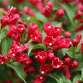 Live Red Weigela Plant Bush Shrub Plant 6-12" in Tall, Spring Planting