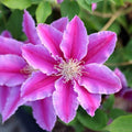 Clematis Vine Plant Live for Planting, Pink Clematis Plant Live in 2.5 Inches Pot, Clematis Flowers Perennial