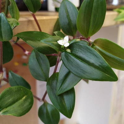 Green Tradescantia Live Plant 2.5 Inches Pot, House Plant, Trailing Plant Live