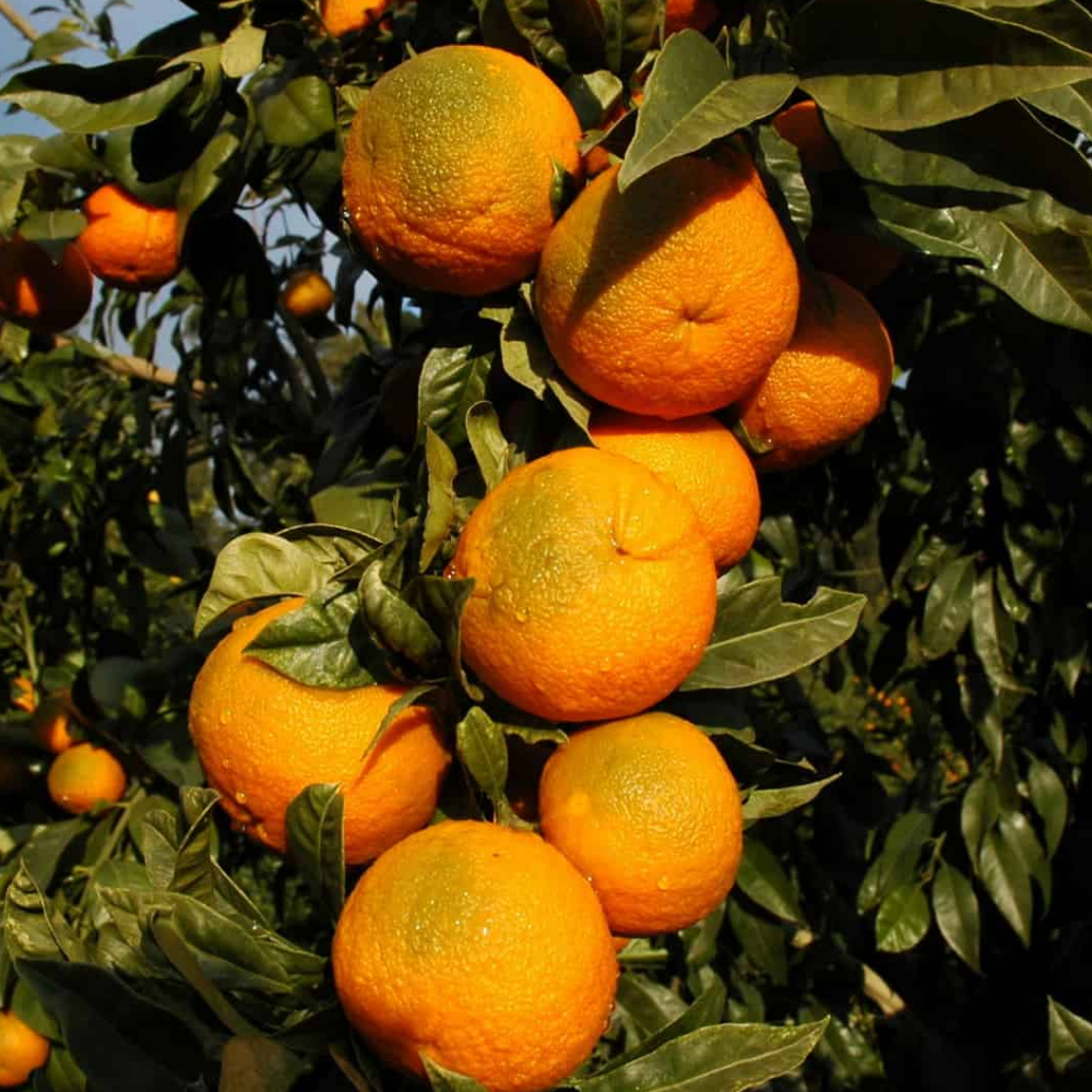 Sour Orange Tree - 2 to 3 Feet - Citrus Tree Sapling