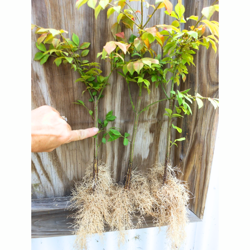 10 Dwarf Burning Bush Bare Root Plants, Hardy Burning Shrubs for Planting Outdoor