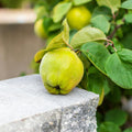Quince Tree Plant Live, Cold Hardy Edible Fruit Tree, 2-3 Ft Tall