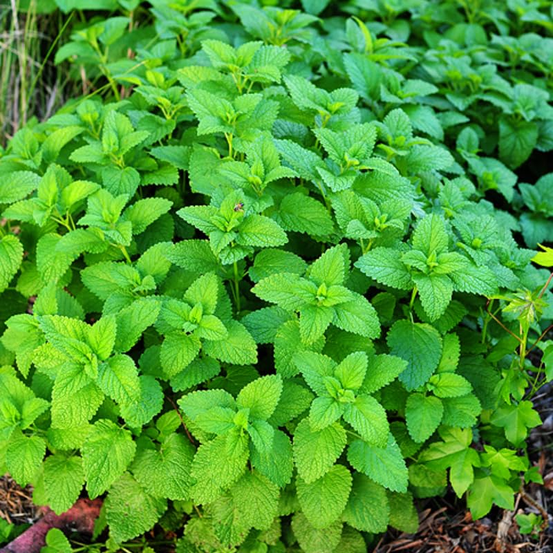 Set 3 Lemon Balm Plants Live, 5-9 Inch Tall, Fragrant Herb Plant for Indoor Outdoor Growing, Well-Rooted