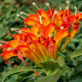 Yellow Lipstick Plans Live Houseplants in Pot, Aeschynanthus Yellow-Orange Flower Vine Décor Office, Desk Indoor Outdoor Growing