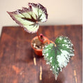 Trailing Begonia Plant Live, Rare Begonias Live Plant, 4-8 Inc Starter Indoor Outdoor Houseplant (Purple Green Begonia)