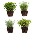4 Random Herbs Plant Live, Basil, Rosemary, Stevia, Lemon Balm, Other Herb Plant, Live Herb Collection for Gardening, Well Rooted, No Pot