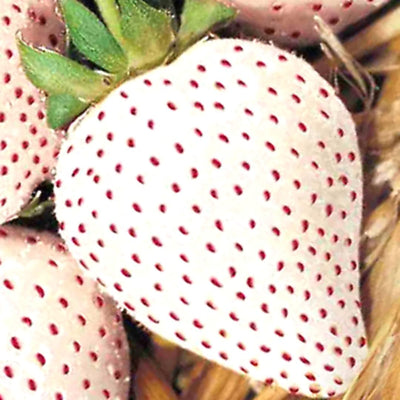 10 Rare White Carolina Pineberry Roots, White Strawberry Plants Live, Sweet and Very Fragrant for Planting Outdoor