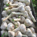 1 Pound Hard Neck Garlic for Planting in Fall, White Garlic Bulb for Planting, Fresh and High Yield, Cold Hardy, Planting Softneck Hardneck