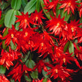 Red Easter Cactus Plant Live, 4 Inc Pot, House Plant Live, Holiday Cactus Plants Indoor Outdoor Gardening