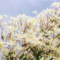 Clematis Vine Plants Live in Pot, 8 Months Old Seedlings Climbing Flowering, Outdoor Trellis Fences, Cold Hardy (Sweet Autumn Clematis)