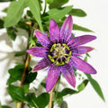 Purple Passion Flower Plant, Passion Flower Vine Perennial for Outdoor Garden, 4 Inc Pot