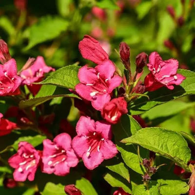 Rose Weigela Plant Live, 4 Inc Pot, Live Weigela Plant, 4 to 6 Inc Long, Weigela Live Plant
