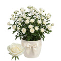 White Mini Rose Plant Live, Miniature Rose Bush in 3.5" Pot, Spring Blooming Mini Rose, 4–5" Tall, Indoor Outdoor Flowering Plant for Home Garden