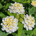 2 Traling White Lantana Plants Live Trees, Ready to Bloom, Hardy Long Blooming Seasons, Vibrant Colorful Perennial Fragrant, 5-10" in Tall, Full Sun Growing