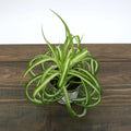 Curly Spider Plant Live 4 Inch Pot, Trailing Spider Vine Houseplant Live Indoor Planting (Green Spider)
