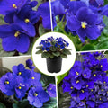 Blue African Violets Live Plants in Pots, Live African Violet Plants House Plant for Indoor Outdoor Décor, 4" Pot, Well-Rooted and Year-Round Blooming