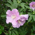 1 Light Pink Rose of Sharon Plant Live 4 Inch Pot, Hardy Hibiscus Shrub with Vibrant Blooms, Althea Hibiscus Syriacus Flowers
