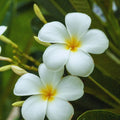 Plumeria Plant Live, White Plumeria Fragrant Flower Plant, Tropical Plant from 5 to 7 Inc Tall