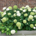 White to Green Hydrangea Live Plant 4" Pot, Hydrangea Shrub Flower Plants for Outdoor or Indoor Planting, Change Color Perennial Plant