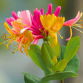 Fragrant Pink Yellow Climbing Honeysuckle Plant Live Vine, Lonicera Perennial Honeysuckle Plants 5 to 9 Inches Tall