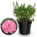 1-2 Feet Rhododendron Plants Live Bush Shrubs in 1 Gallon Pot for Planting, Azalea Bush Ready Plant, Live Rhododendron Plant Azalea (Light Pink)