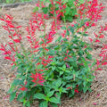 Red Pineapple Sage Live Plant, Red Salvia Plant Live Herb for Grow Indoors Outdoor in 3 Inch Pot