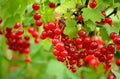 Red Currant Plant Live for Planting, Red Currant Bush 1 Year Old Bare Root, Current Berries Ready to Grow